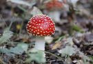 Safe handling and usage tips for amanita muscaria gummies